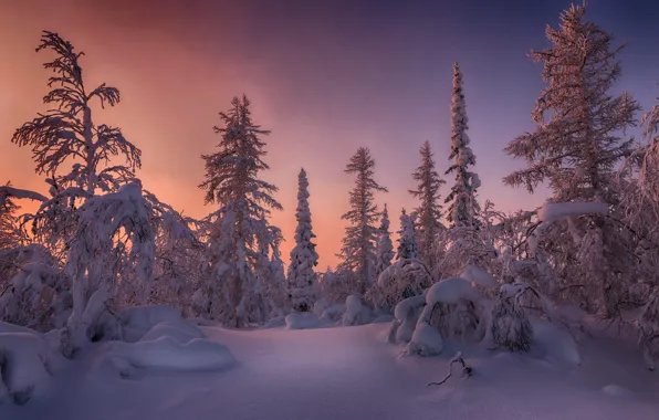Picture winter, forest, the sky, snow, landscape, sunset, branches, nature