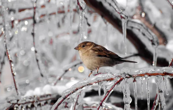 Winter, branches, ice, icicles, frost, Sparrow