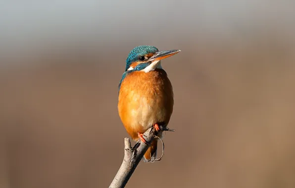 Picture birds, branch, Kingfisher, kingfisher