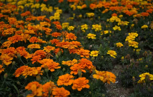 Yellow, orange, flowering, bushes, Marigolds