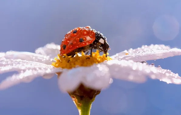 Picture flower, ladybug, bug