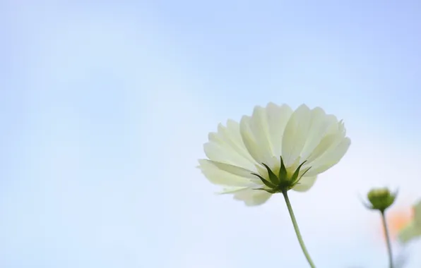 Picture white, flower, macro, petals