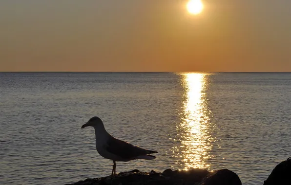 SEA, HORIZON, The SKY, BIRD, SEAGULL, SUNSET, DAL, DAWN