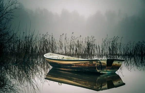 Picture lake, boat, reed