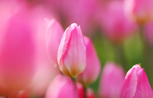 Paint, spring, petals, tulips