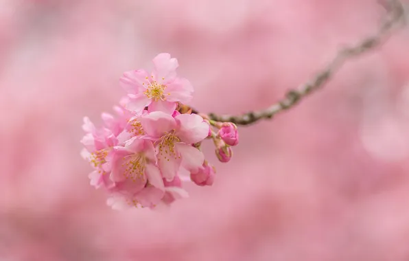 Pink, branch, spring, Sakura