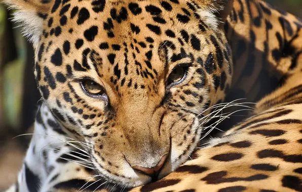 Face, predator, Jaguar, panthera onca