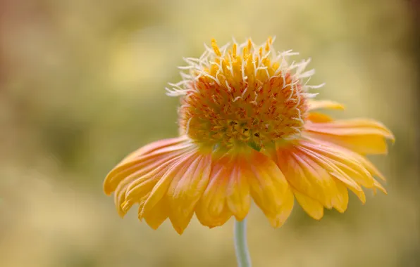 Flowers, paint, petals, stem