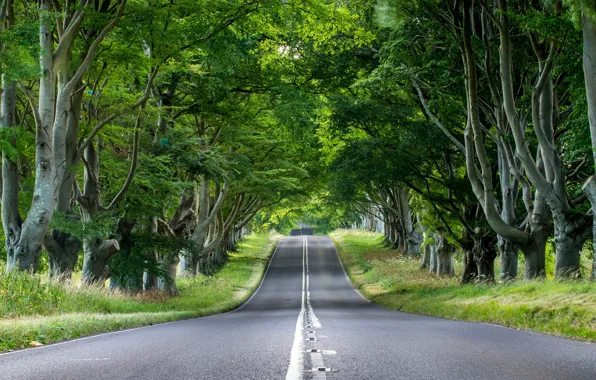 Road, greens, grass, asphalt, trees, nature, trunks, foliage