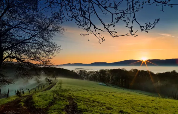Picture the sky, grass, the sun, rays, trees, mountains, branches, fog