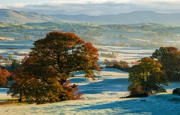 Picture frost, autumn, trees, hills, field, the first snow