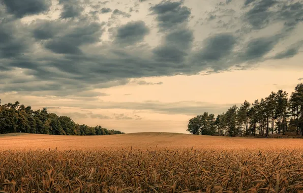 Picture field, autumn, ears