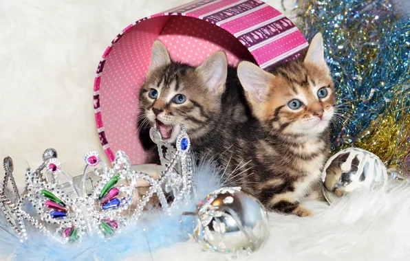 Balls, cats, kitty, box, crown, Christmas, kittens, New year