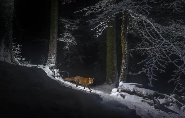 Picture winter, forest, snow, mountains, Switzerland, Fox, Fox, Jura