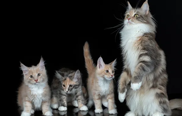 Cat, kittens, black background, stand, Maine Coon
