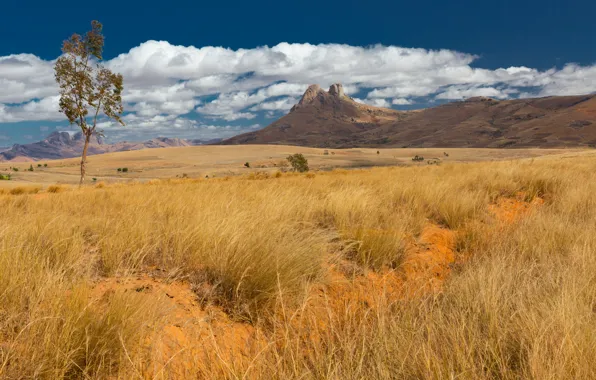 Picture field, the sky, clouds, nature, Savannah