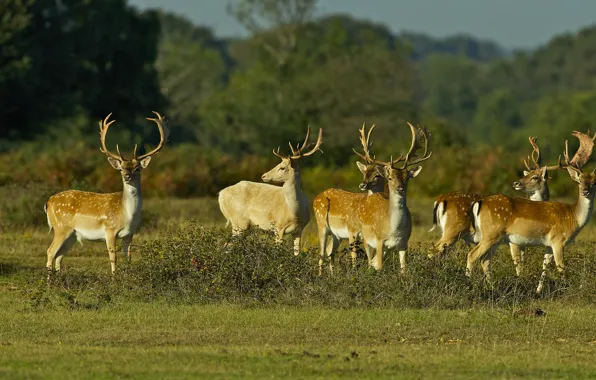 Picture forest, light, nature, deer, a lot, the herd