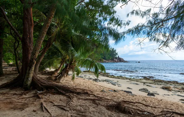 Sand, sea, beach, the sky, clouds, trees, tropics, stones
