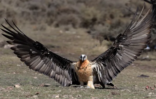Bird, wings, Grif