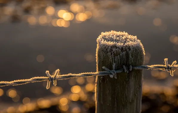 Frost, post, barbed wire, frost