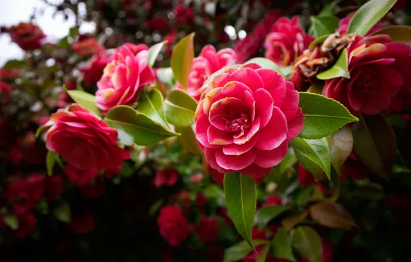 Leaves, flowers, branches, the dark background, tree, pink, bokeh, Camellia