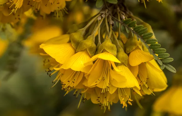 Picture macro, flowers, yellow, petals, stamens, bokeh, inflorescence