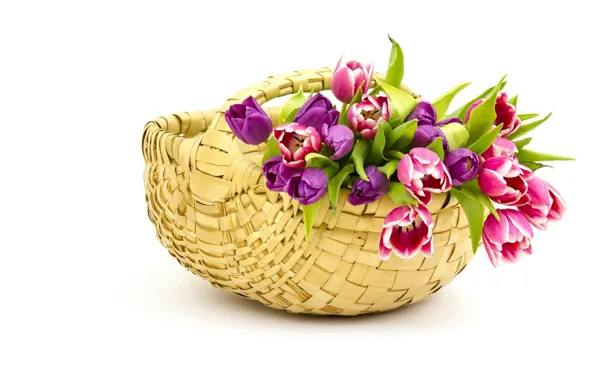 Picture basket, tulips, buds