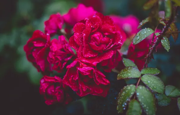 Picture Bud, flora, red flower, red flower, flora, bud, Valeria Boltneva, Gartnerfreude