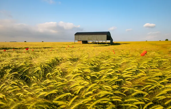 The sky, Maki, ears, the barn
