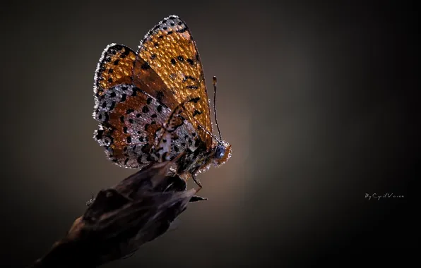 Drops, macro, Rosa, butterfly, wings, grey background