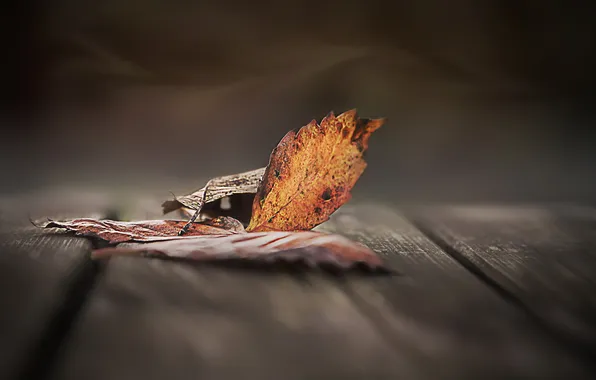 Autumn, leaves, nature