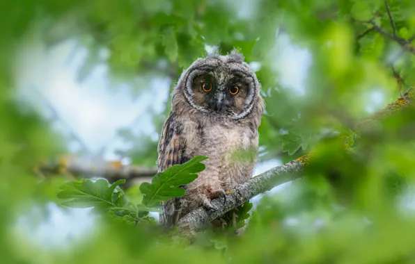Animals, nature, background, owl, bird, Wallpaper, wallpaper, animals