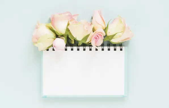 Roses, Notepad, buds