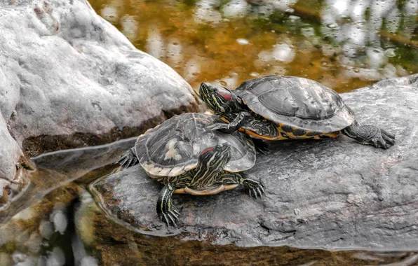 Water, lake, glare, pond, stones, turtle, a couple, bokeh