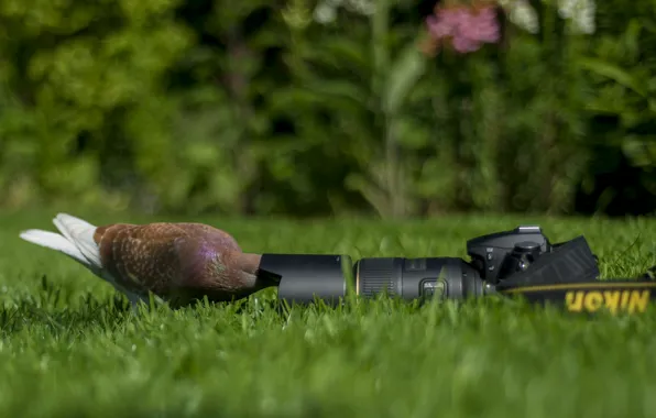 Background, dove, the camera, Nikon, camera