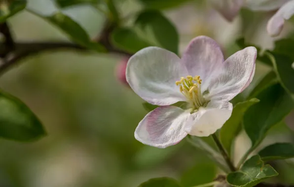 Macro, flowers, Apple, flowering