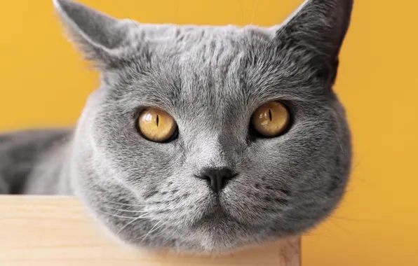 Cat, cat, yellow background, British