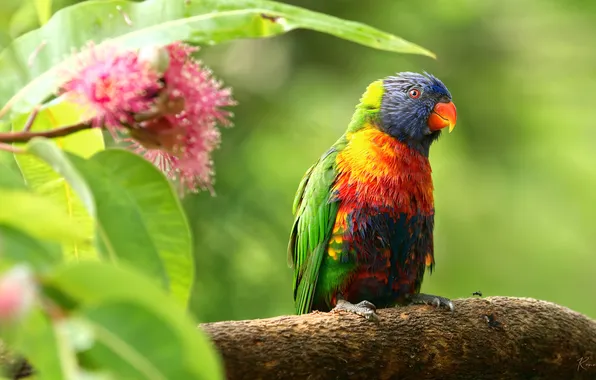 Summer, parrot, bright