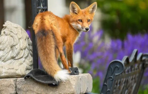 Summer, look, flowers, metal, pose, stones, background, Fox