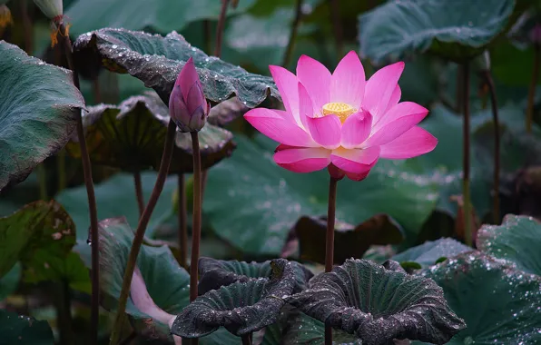 Leaves, drops, flowers, nature, green, Rosa, background, petals