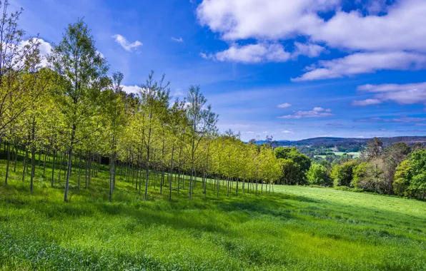 Picture autumn, the sky, grass, clouds, trees, mountains, slope
