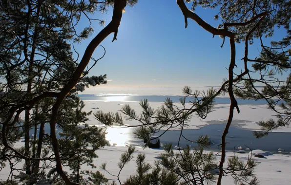 Forest, landscape, nature, sea., real photo