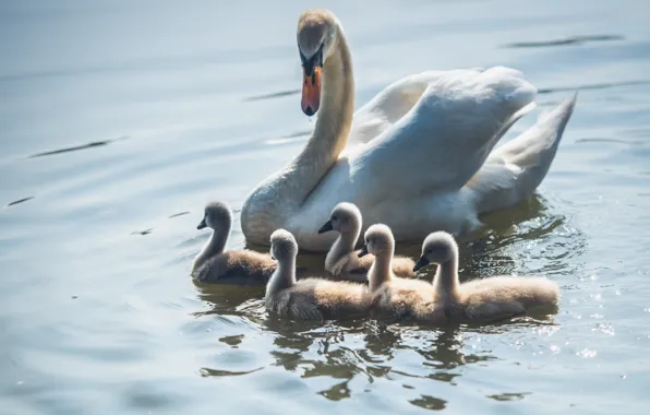 Birds, nature, swans