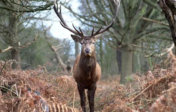 Picture nature, horns, red deer, red deer