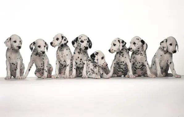 Spot, dogs, sitting, Dalmatians
