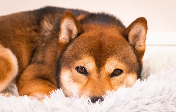 Look, face, pose, portrait, dog, lies, fur, red