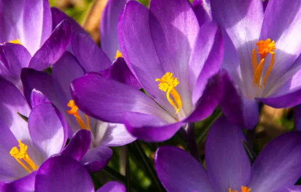 Macro, light, flowers, spring, petals, crocuses, lilac