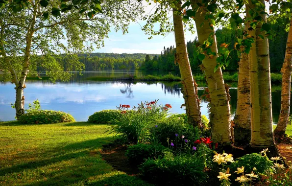 Greens, summer, grass, light, trees, flowers, lake, pond