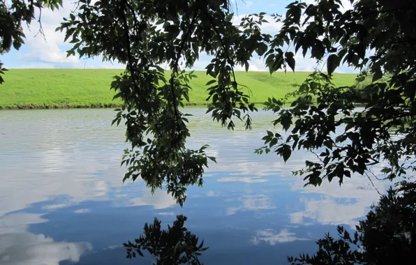 Summer, shore, foliage, pond