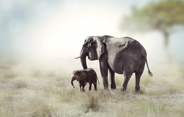 Picture grass, trees, elephant, Savannah, Africa